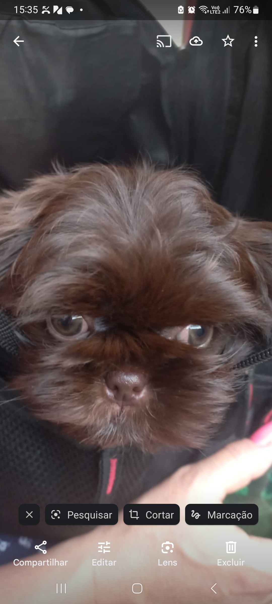 Portal Vendocão Vendo filhote Shihtzu linhagem chocolate  São Paulo