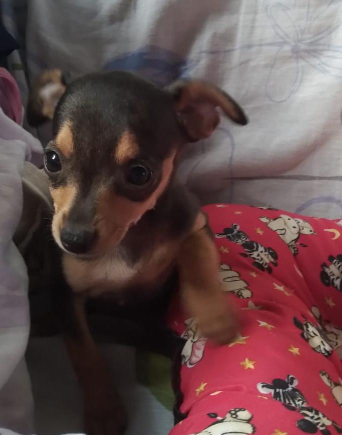 Pinscher  - Foto 4