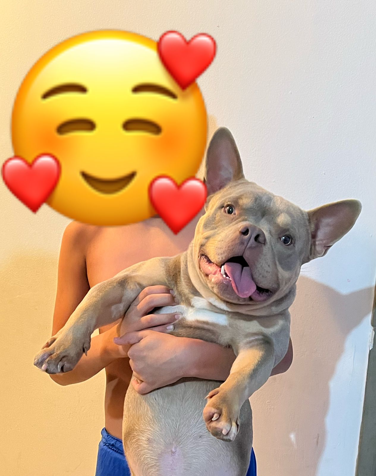 Portal Vendocão Filhote de American Bully JAPERI
