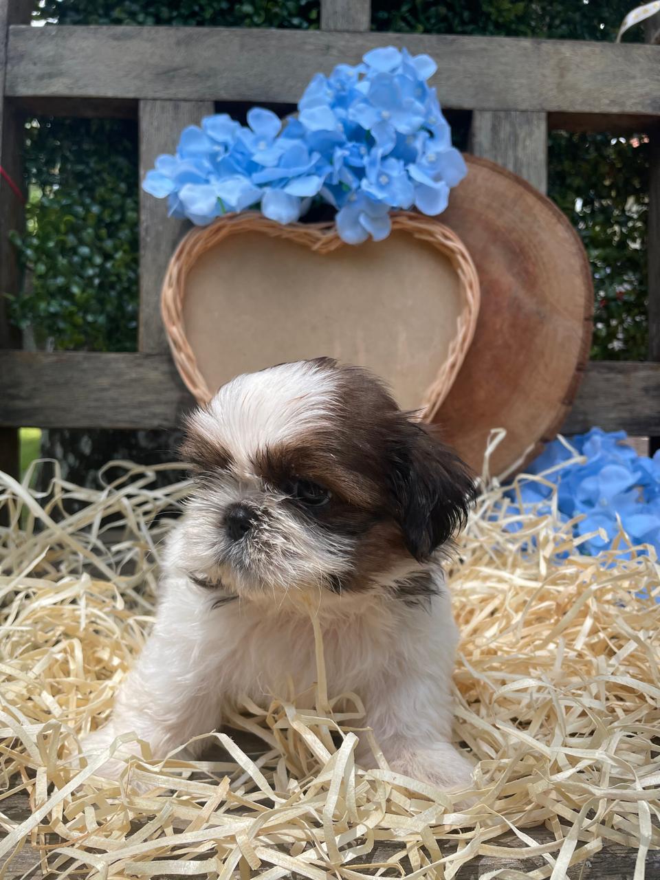 Portal Vendocão Filhote de Shih tzu Jundiaí