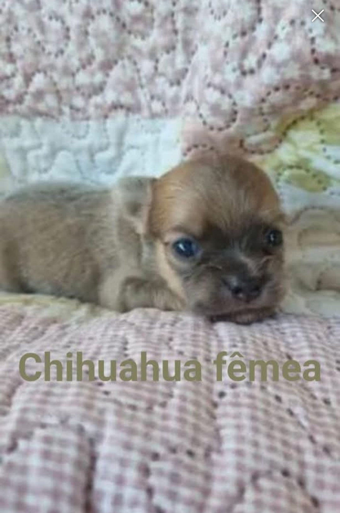 Chihuahua miniatura 