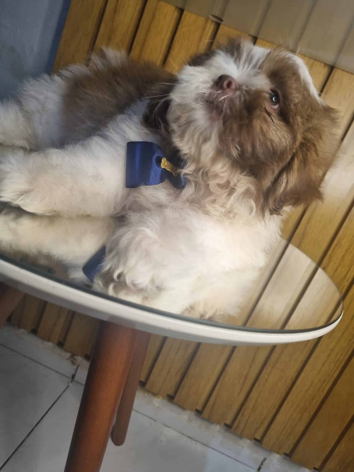 Portal Vendocão Filhote raça stzu São Lourenço 