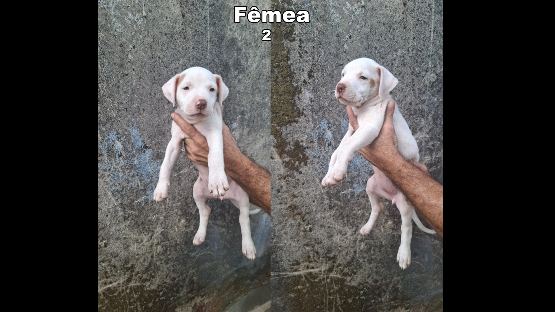 VENDAS  - Foto 1
