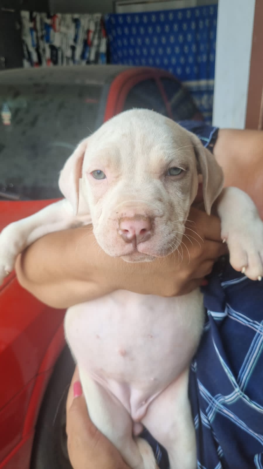 Pitbull monter - Foto 2