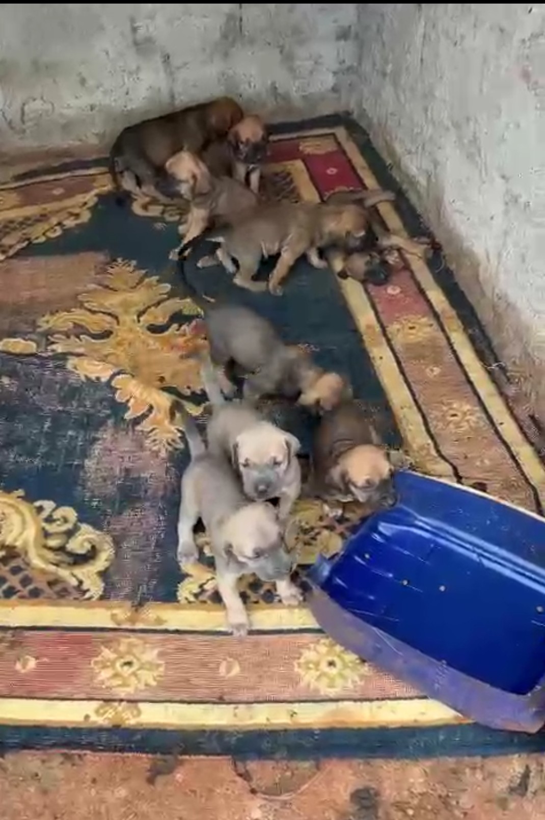 Filhotes de Fila Brasileiro  - Foto 2