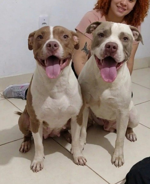 Filhotes Pitbull Red Nose Puros | Machos e Fêmeas | Vermifugados | Goiânia - Foto 2