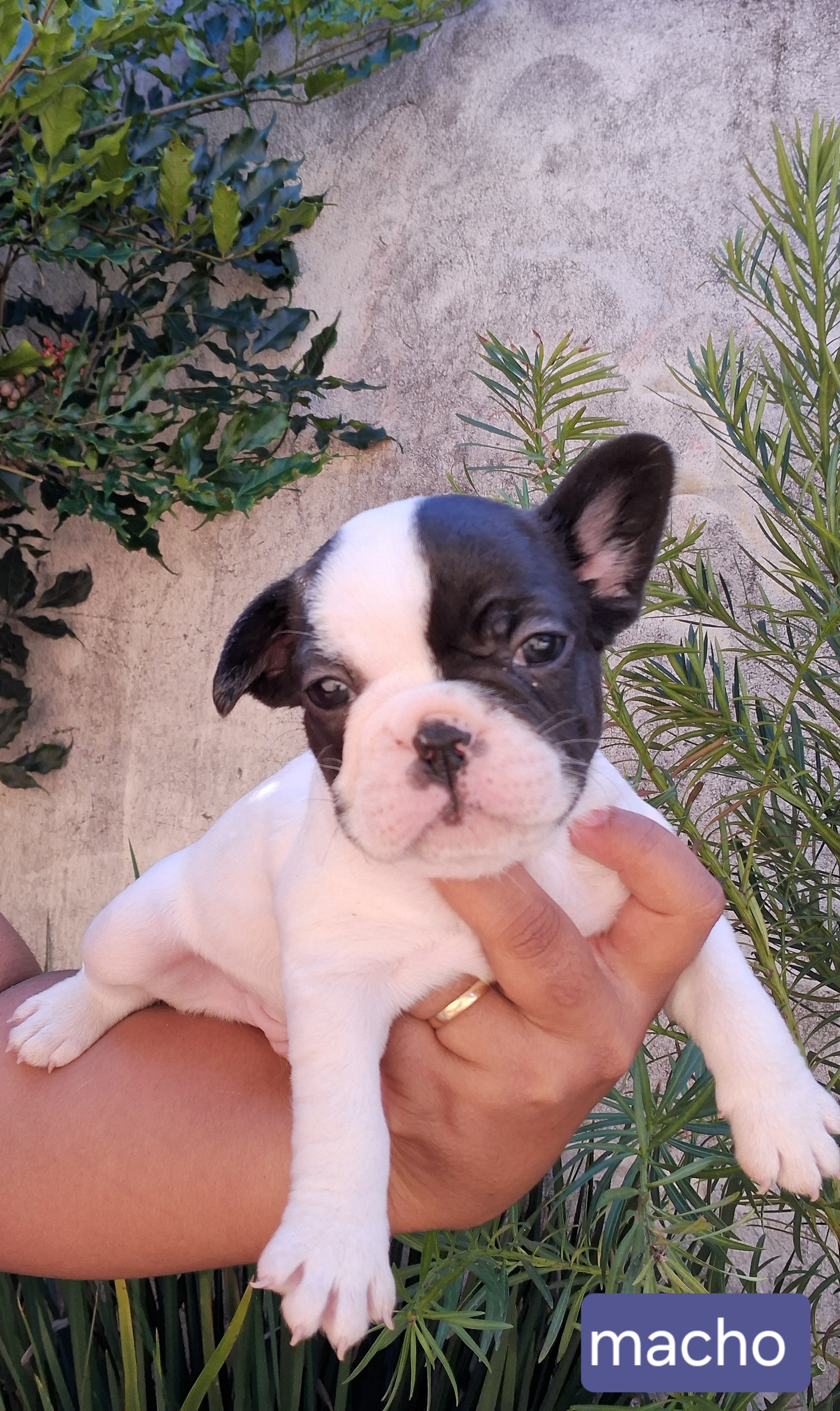 Filhotes de Bulldog francês  - Foto 1