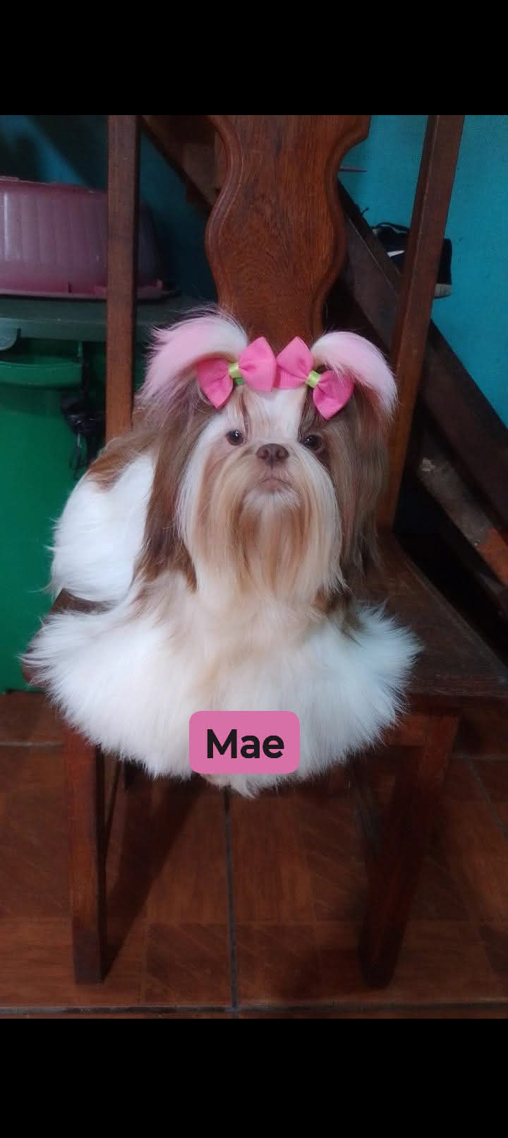 Portal Vendocão Filhote da raça shih Tzu  Manaus