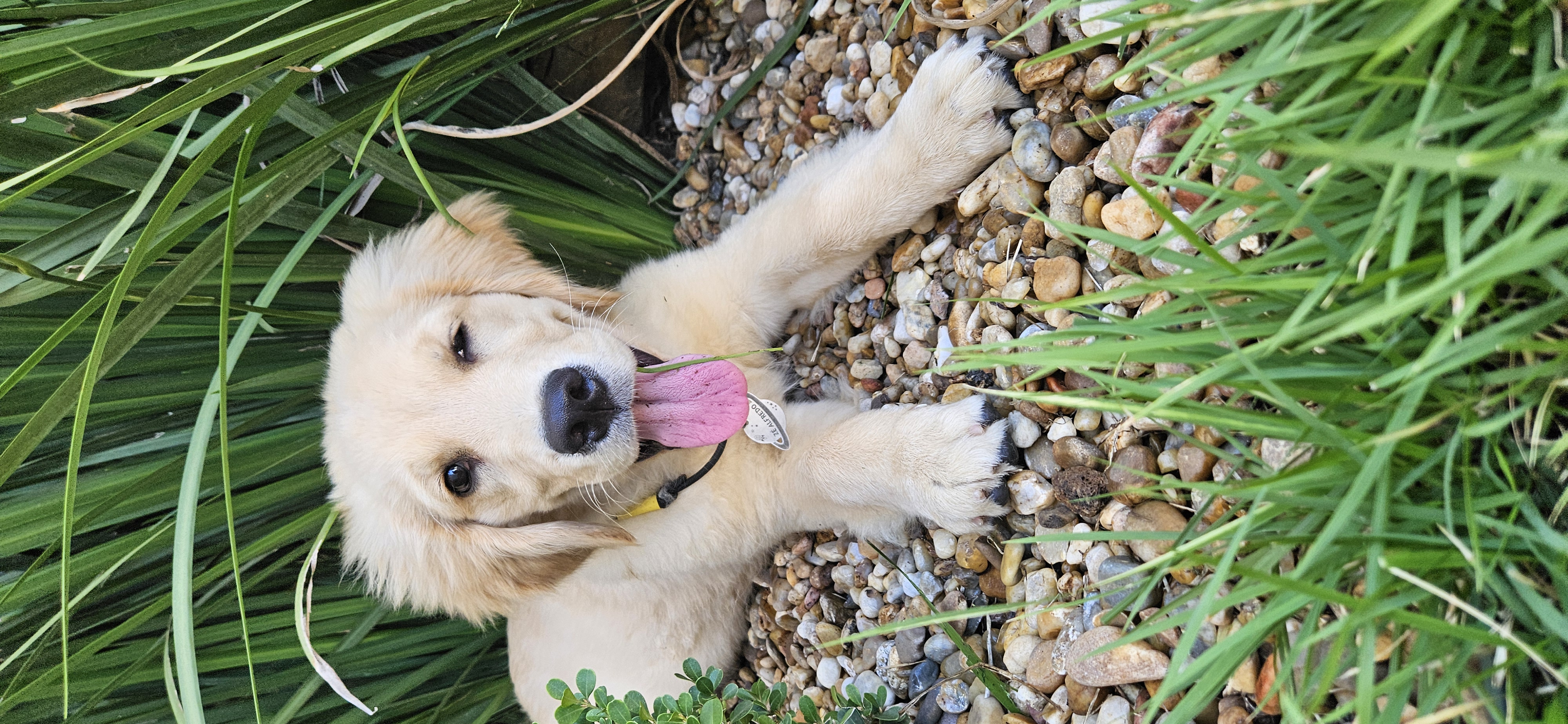 Linda filhote fêmea Golden Retriver