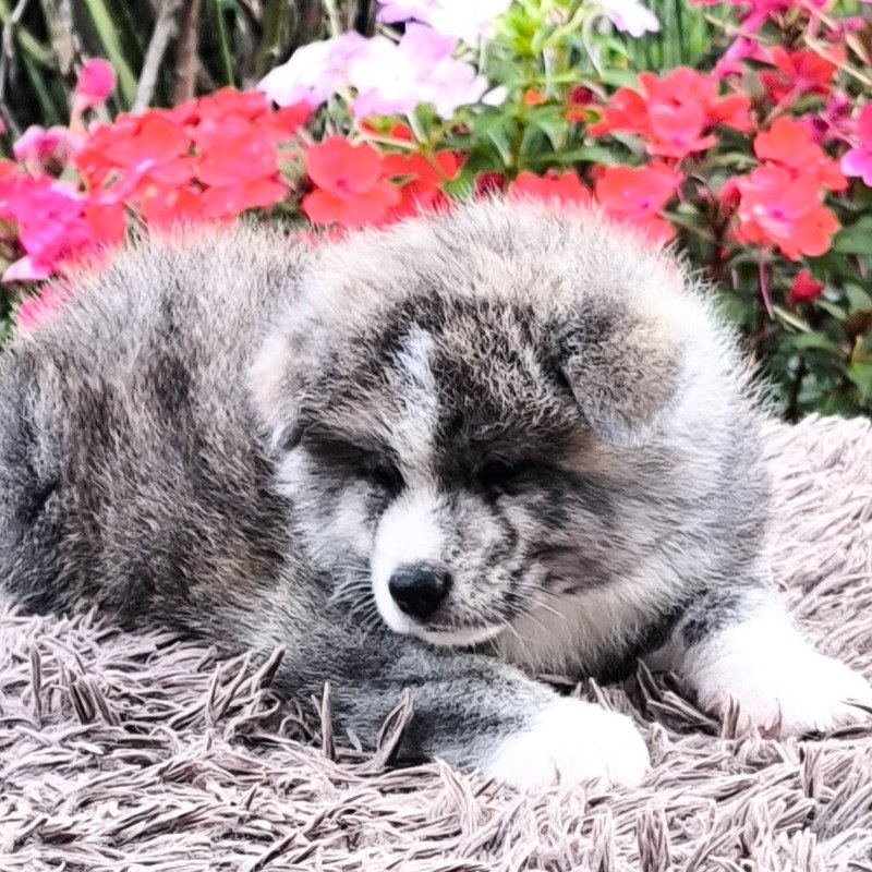 Filhotes Akita Inu