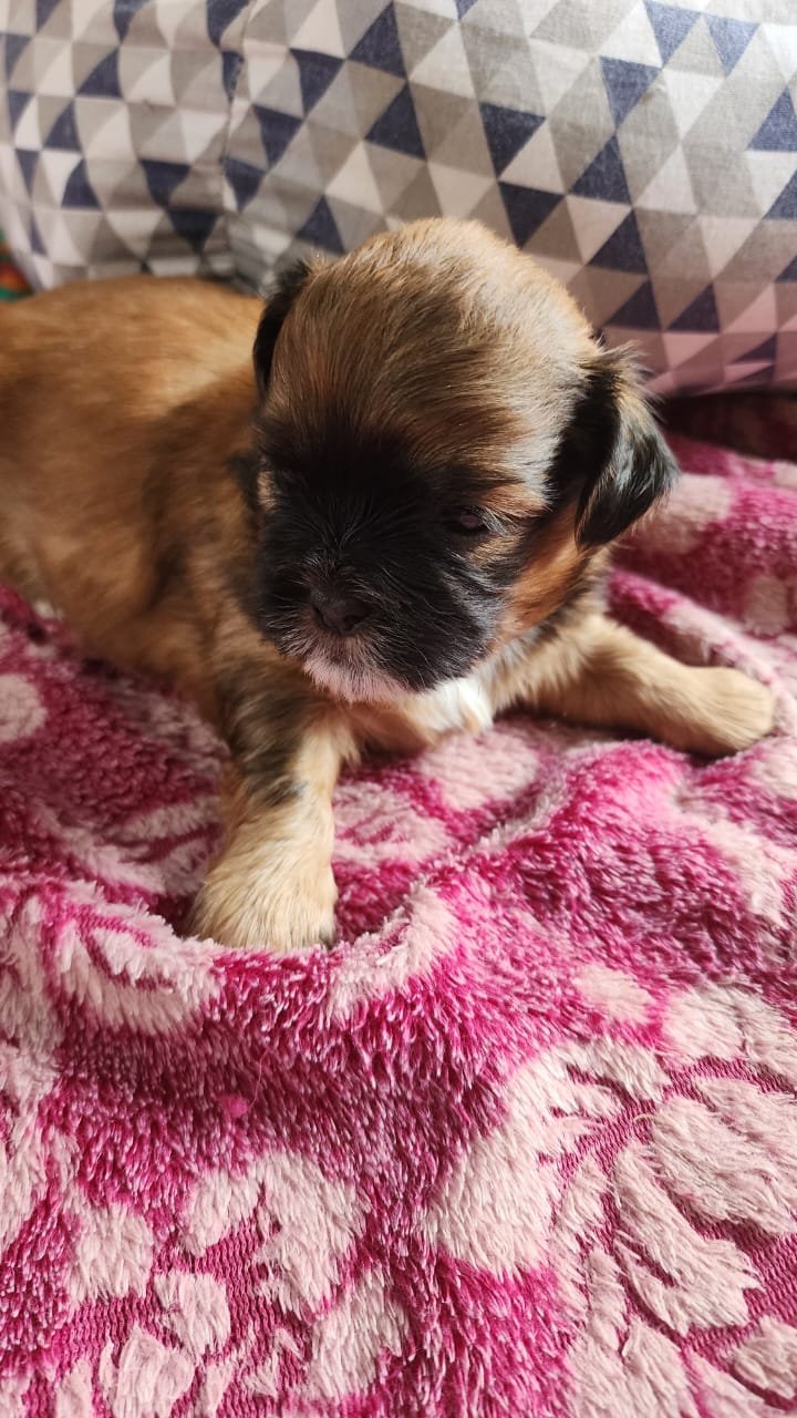 Filhotes Shih Tzu Cores lindas e raras - Foto 5