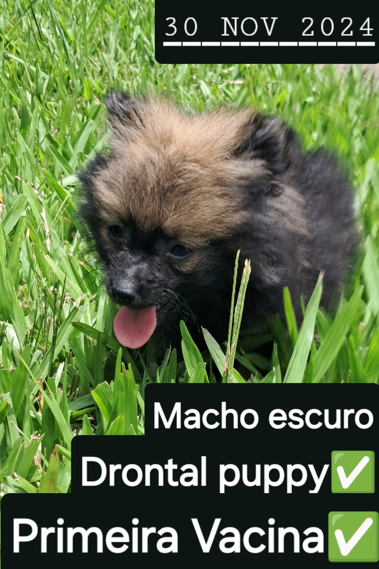 Spitz Alemão  - Foto 1
