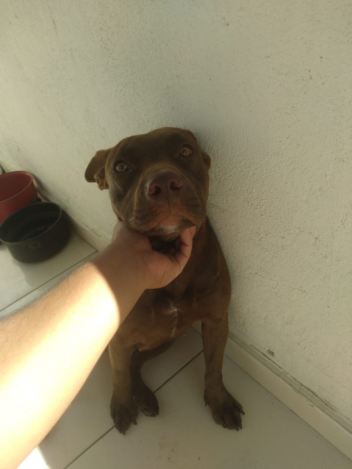 Portal Vendocão Filhote de Pitbull Fêmea  Rio de janeiro 