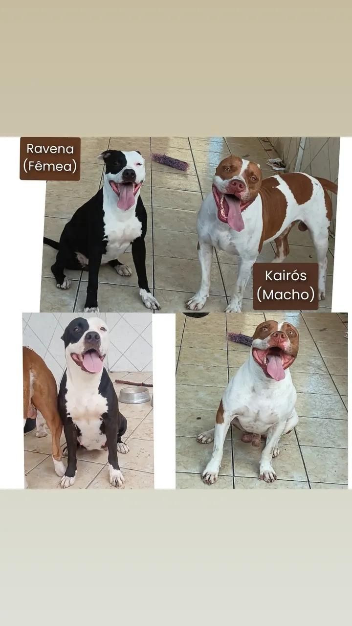 Portal Vendocão Filhote de pitbull Paulista