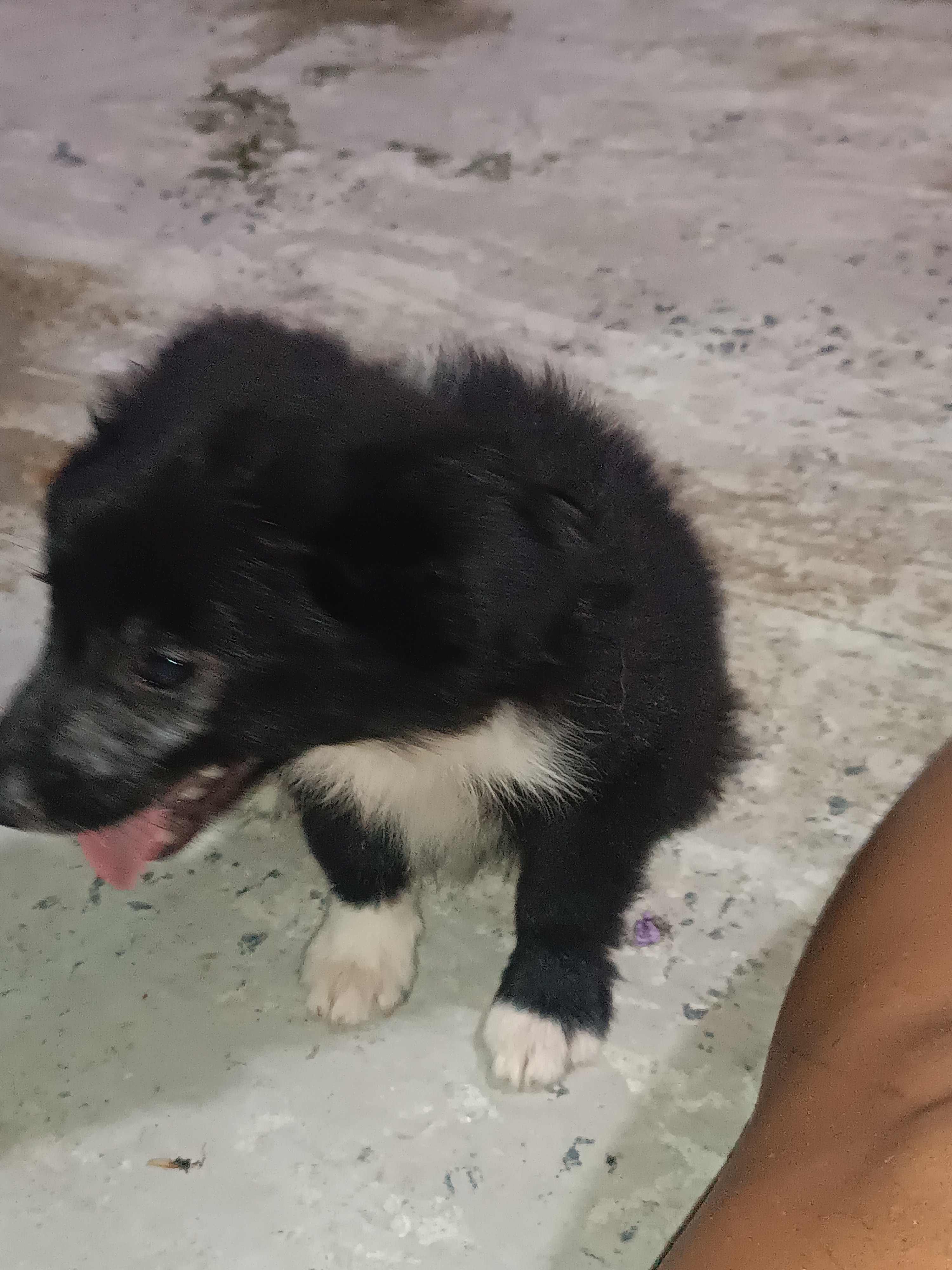 Border collie Filhotes Incríveis - Garanta o Seu! - Foto 3