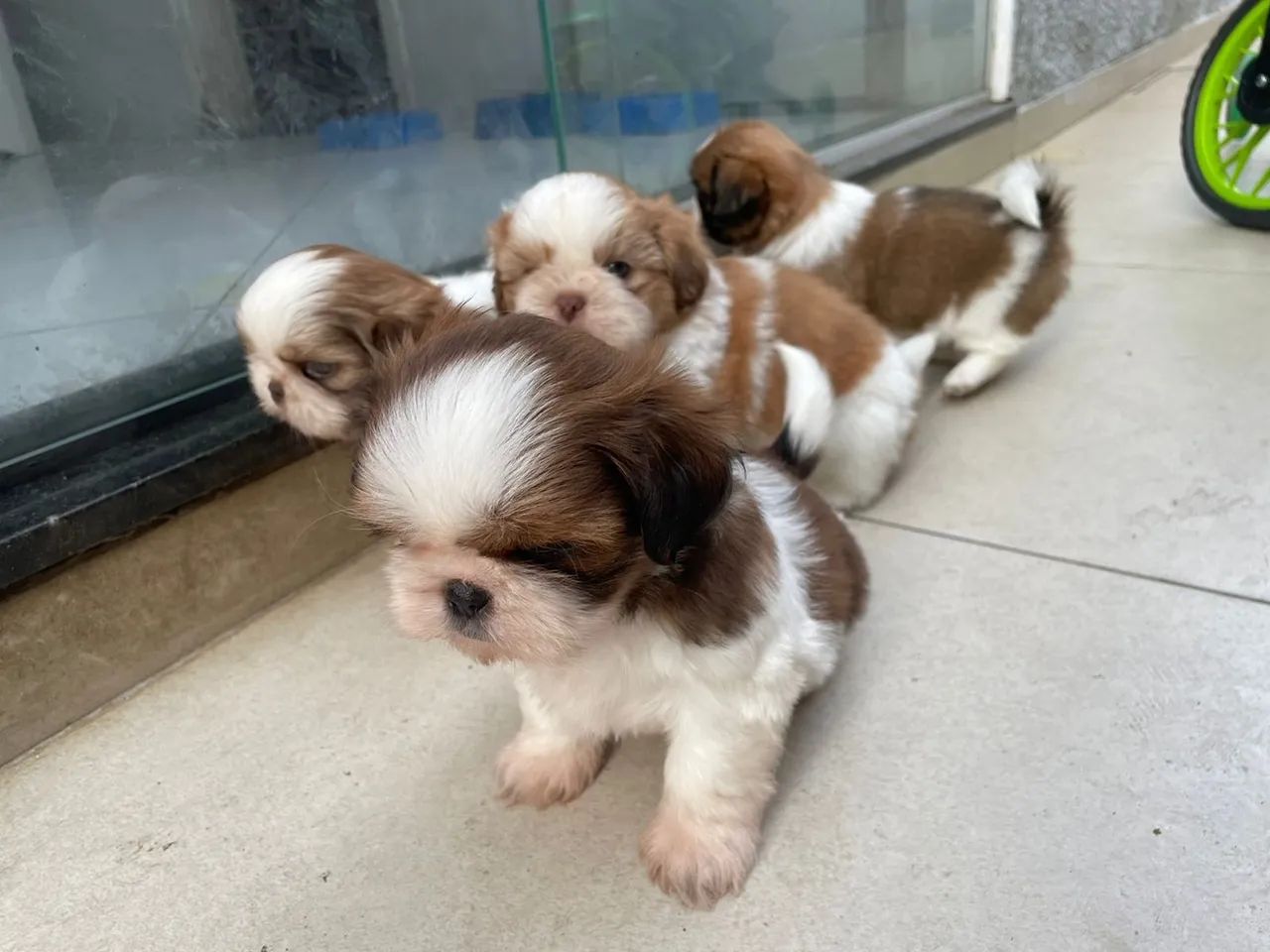 Portal Vendocão Filhote de Shitzu macho  Teresópolis 