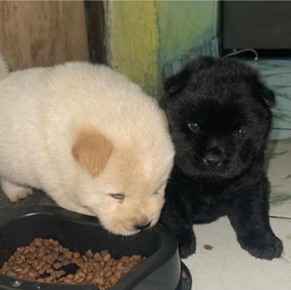 Cachorros da raça chow-chow filhotes  - Foto 1