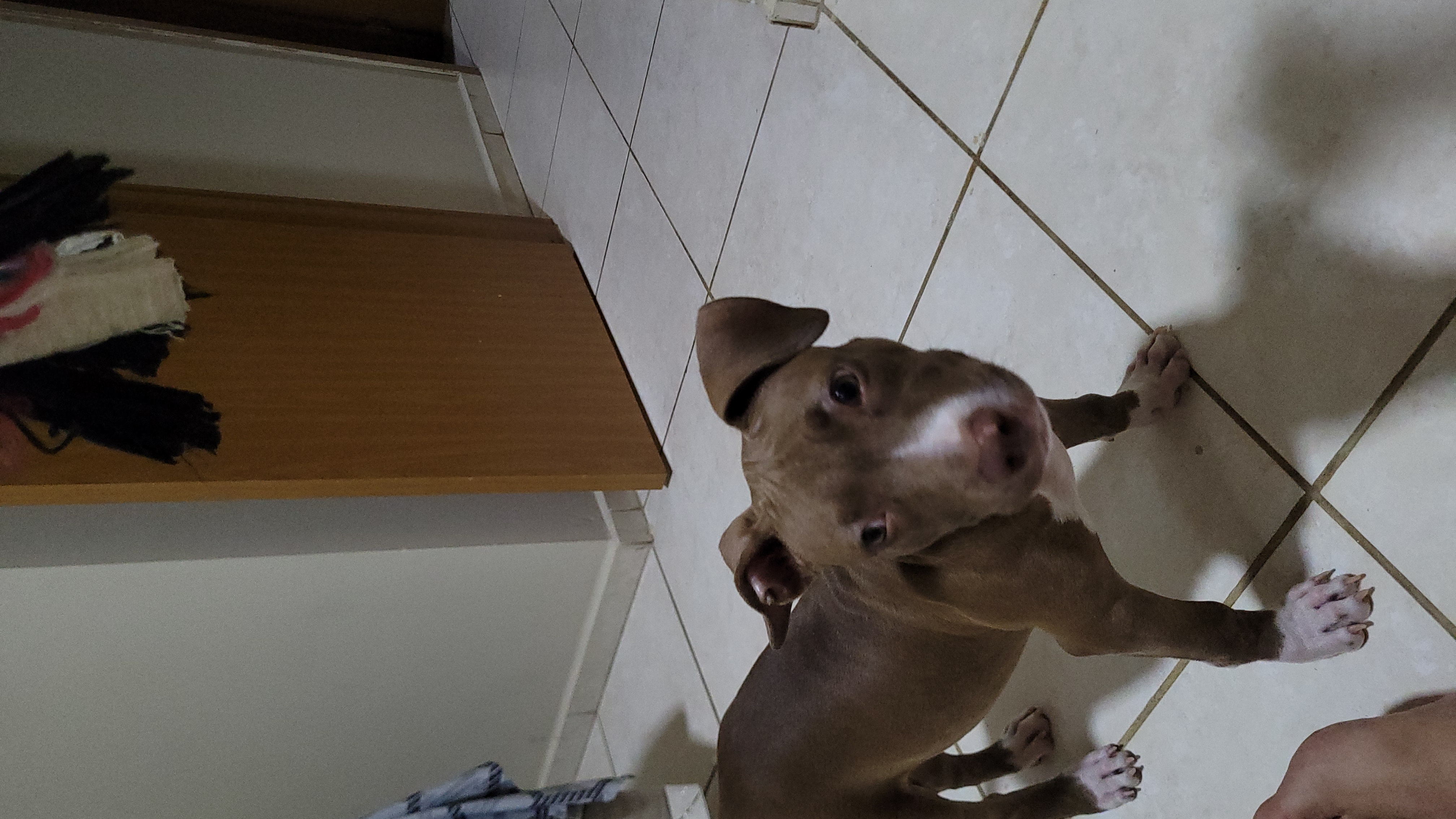 Portal Vendocão Pit Bull Monster 5 meses - fêmea - já vacinado  Montes Claros