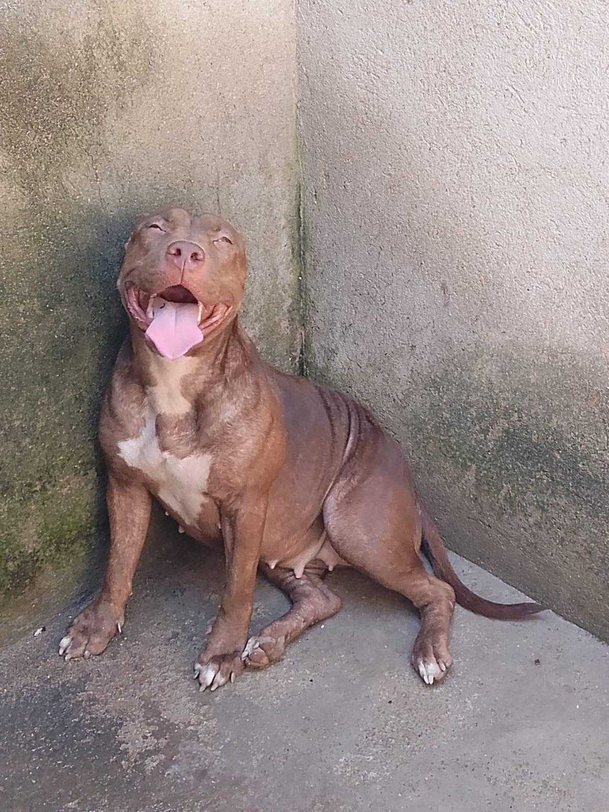 Filhotes pitbull  - Foto 1