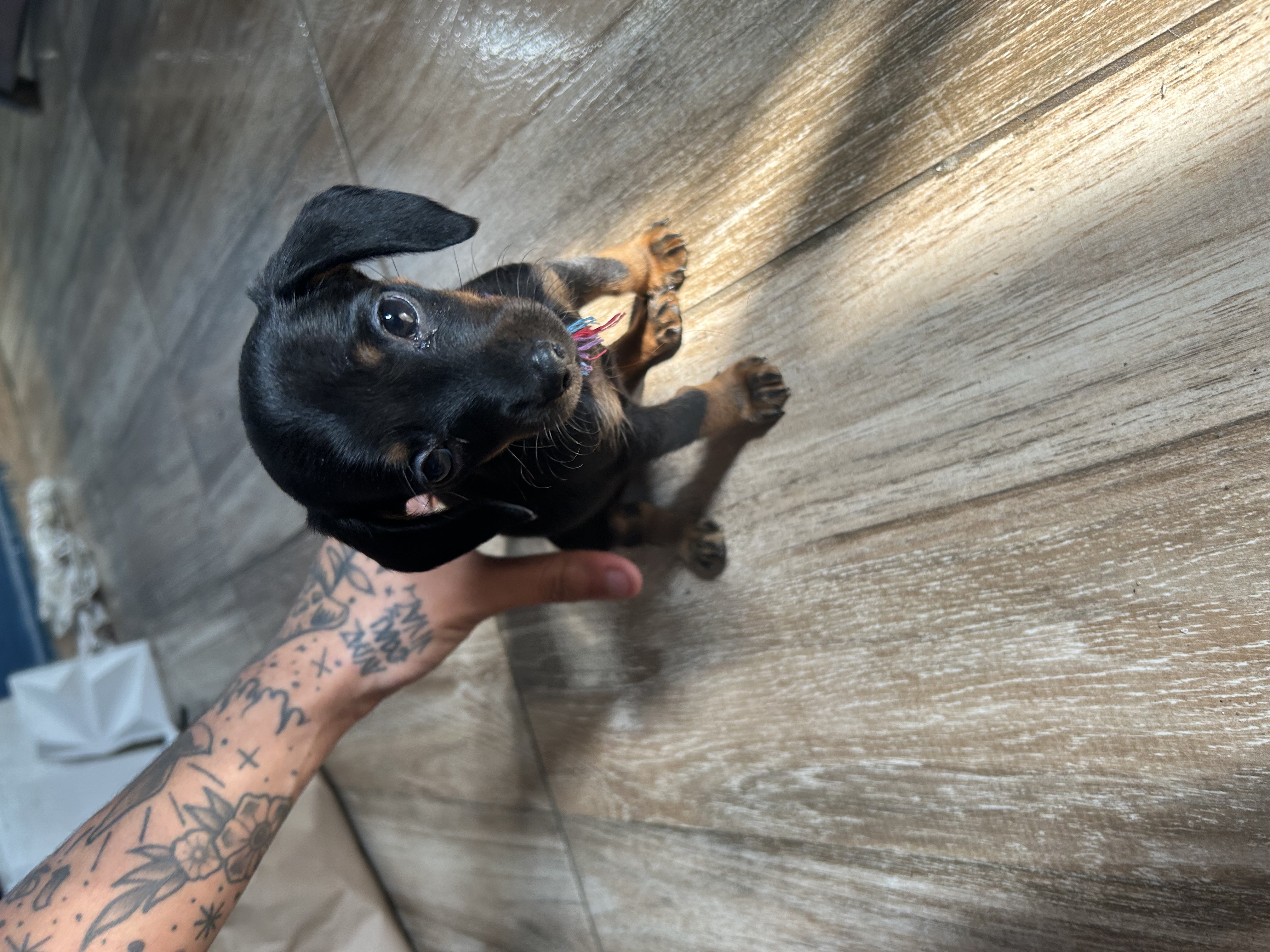 pinscher com dachshud  - Foto 2