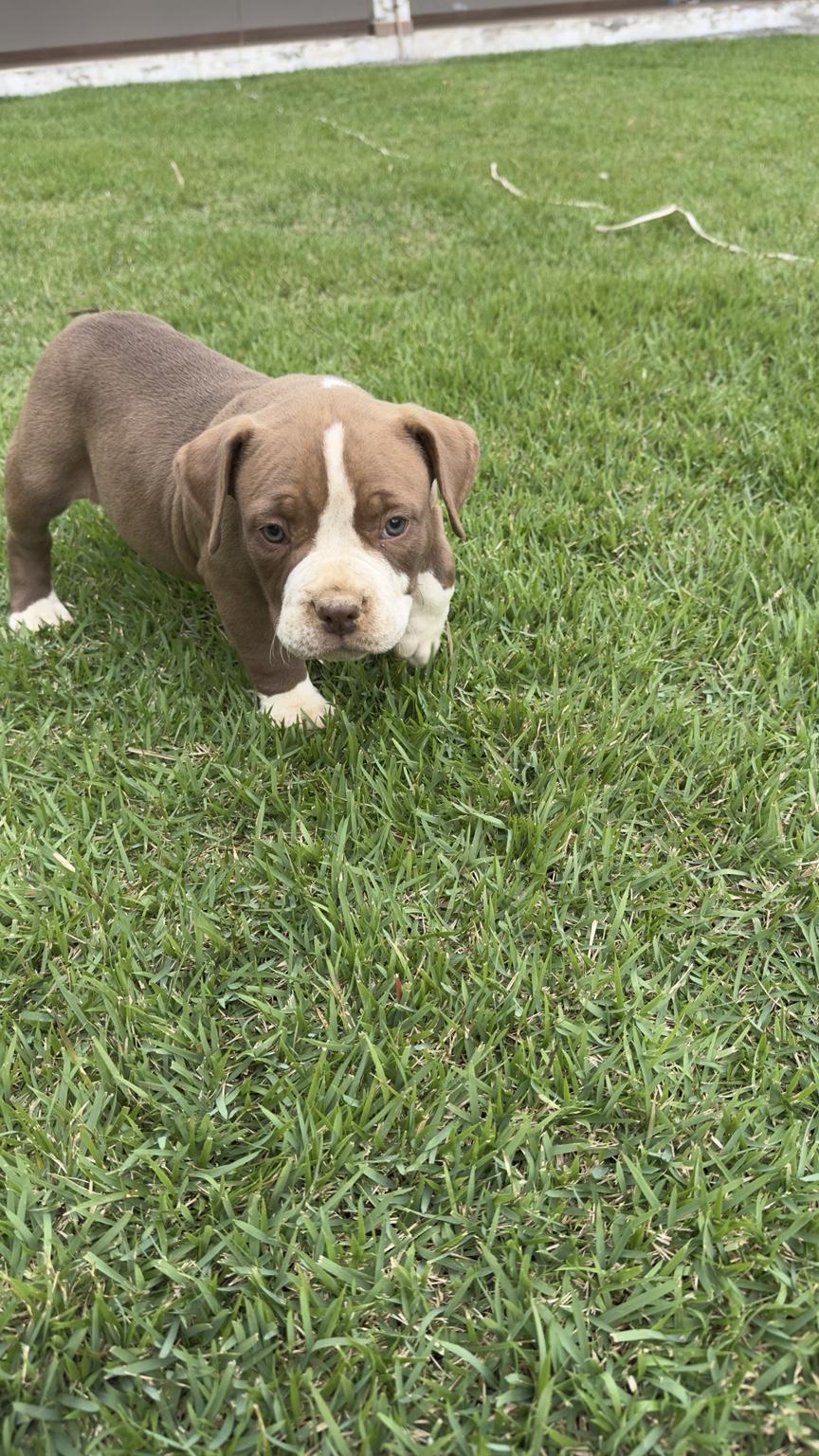 Filhote de American bully - Foto 2