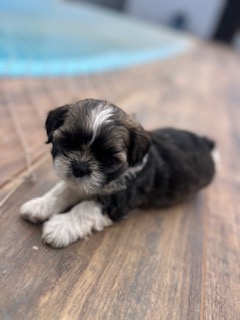 Portal Vendocão Filhotes machinhos prontos para entrega BARRA VELHA