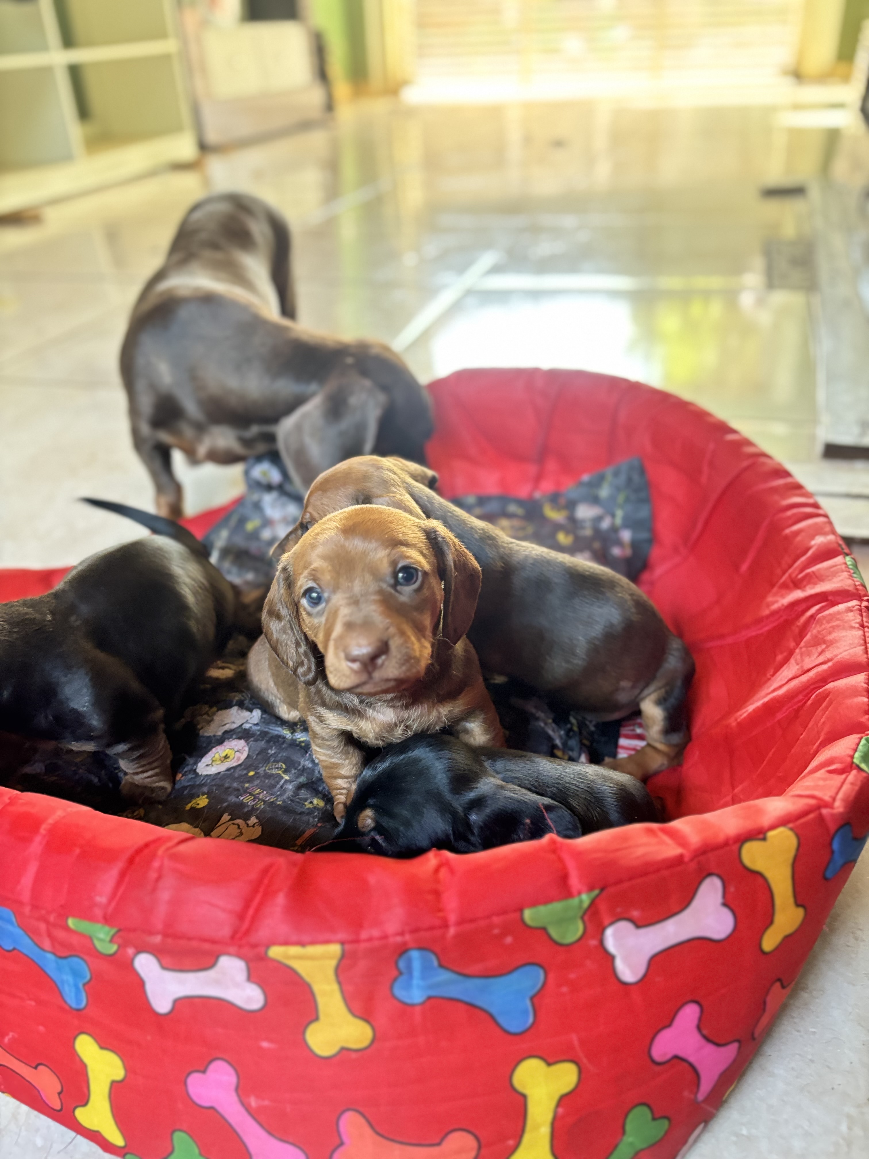Portal Vendocão Filhotes fêmeas e macho  Campo Grande 