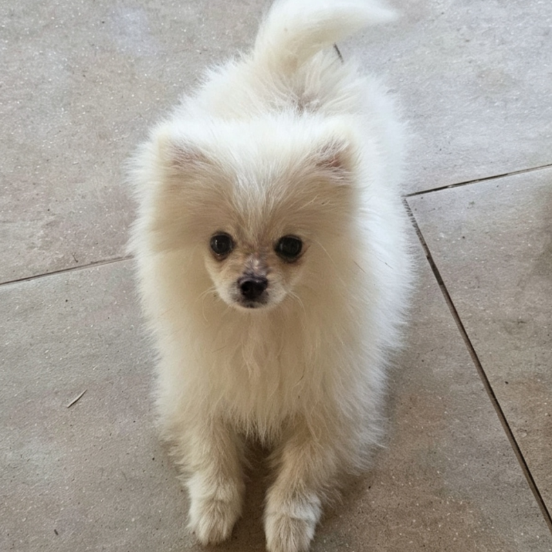 Vendo Lulu da pomerania - Foto 1