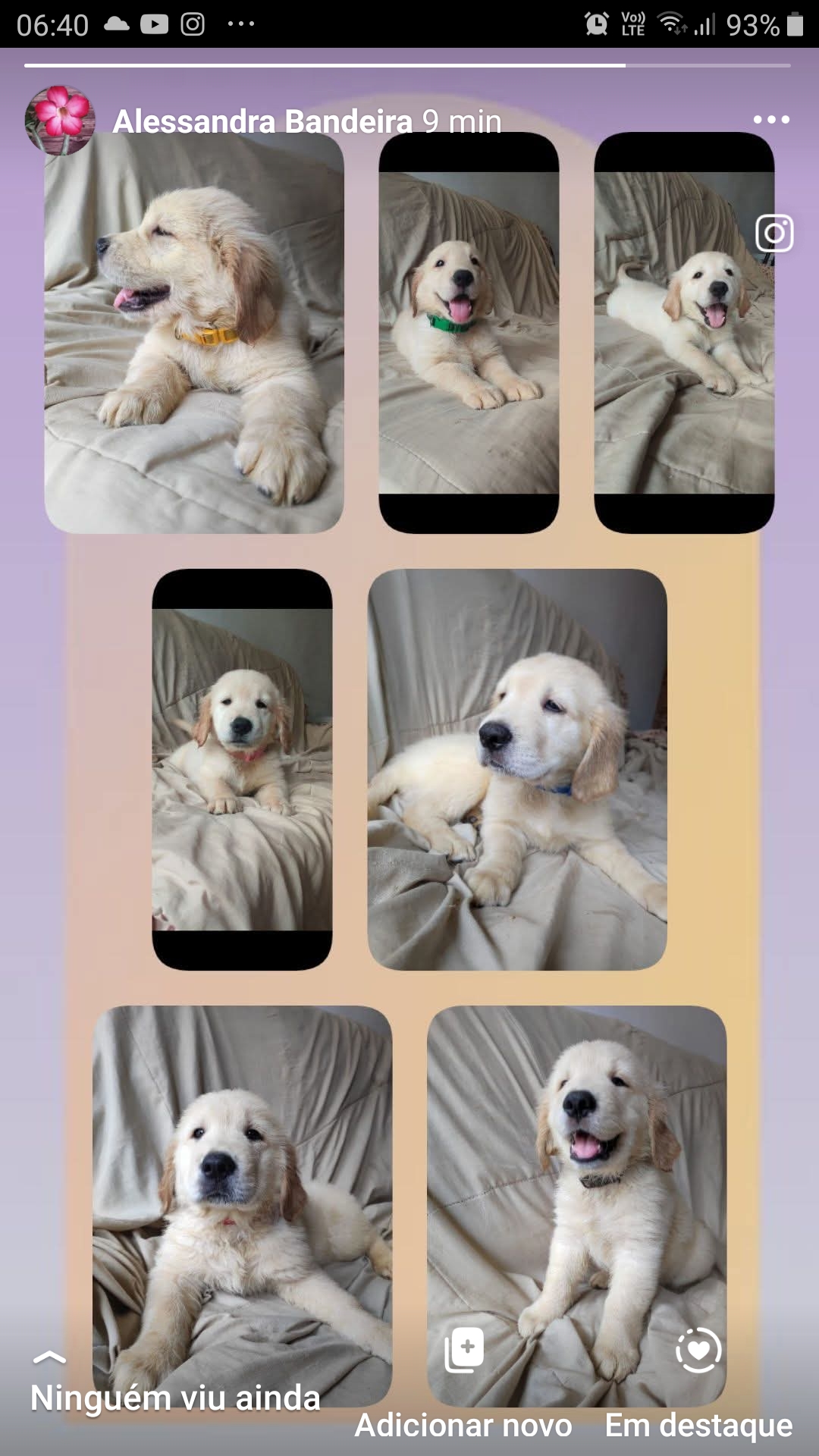 Portal Vendocão Lindos filhotes de goldens retriever com pedigre.e Rio de Janeiro