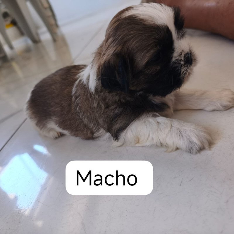Filhotes de shitzu - Foto 1