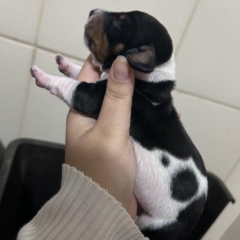 Lindo filhote de basset