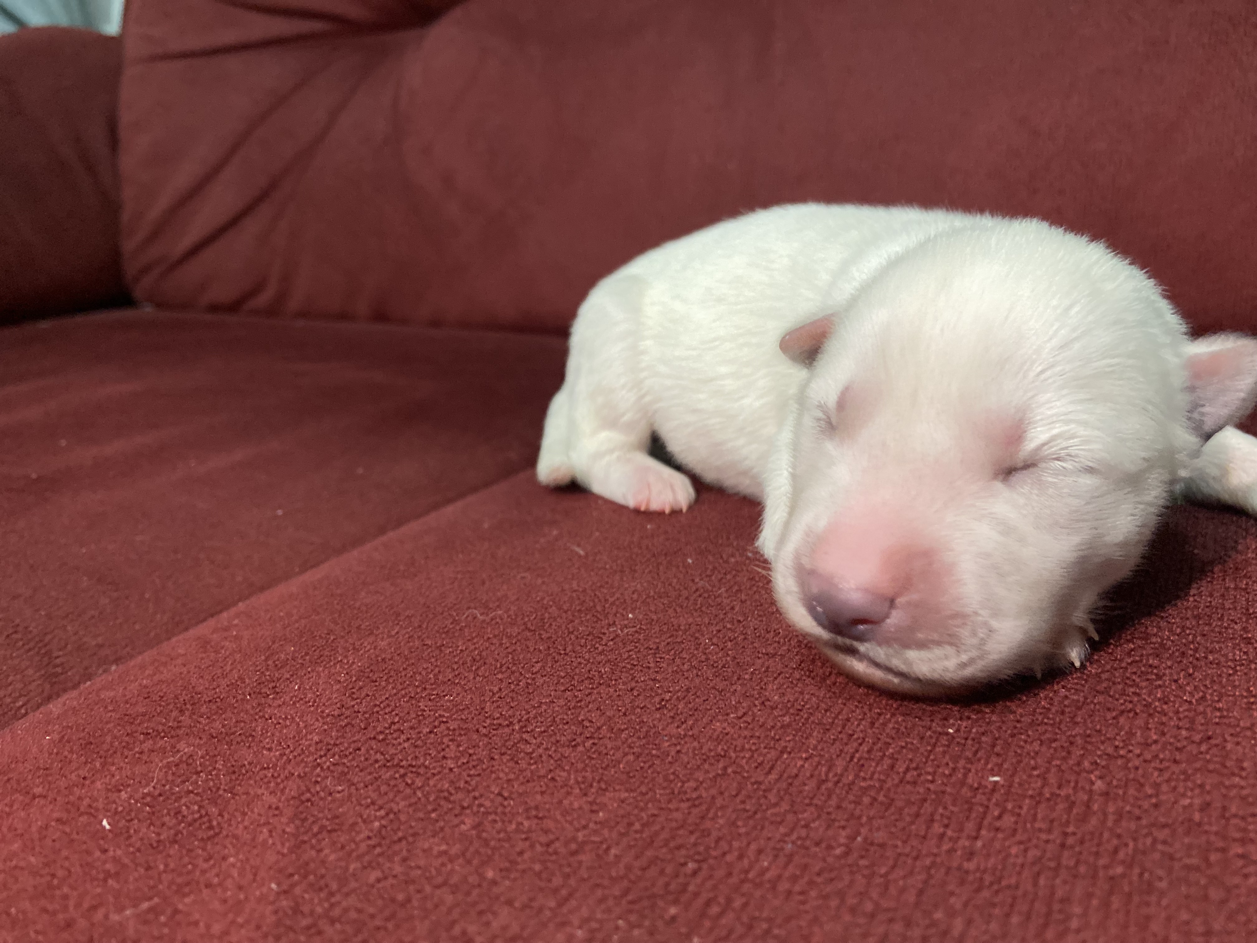 Portal Vendocão HUSKY SIBERIANO BRANCO  Iguaba grande 