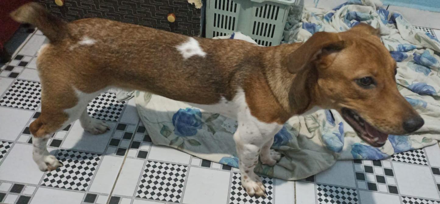 Portal Vendocão Vendo cãozinho filhote de pequeno porte  Manaus