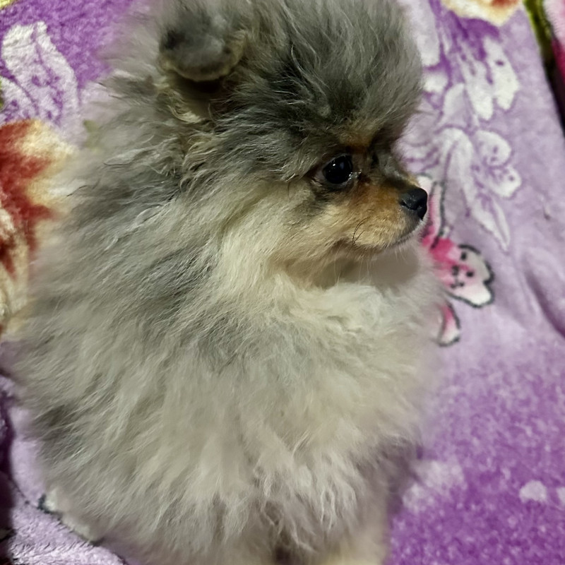 Lindo filhote de Spitz alemão (Lulu da pomerania) - Foto 3