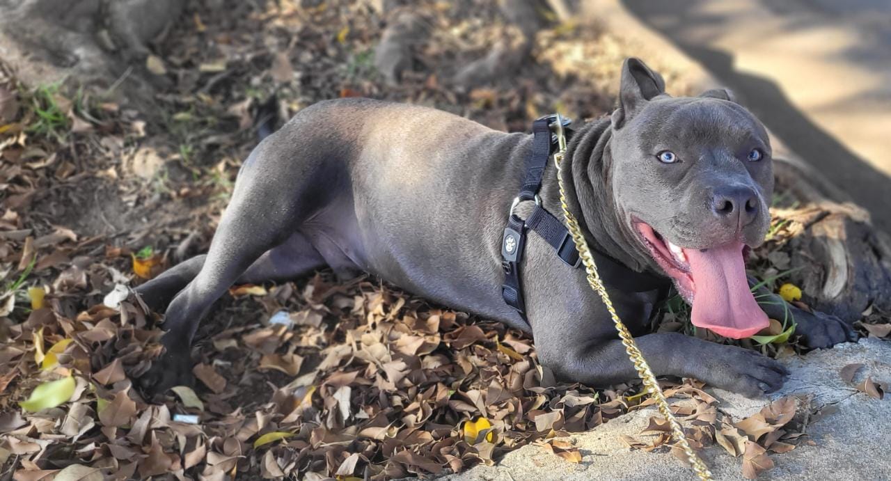 Portal Vendocão American bully Osasco