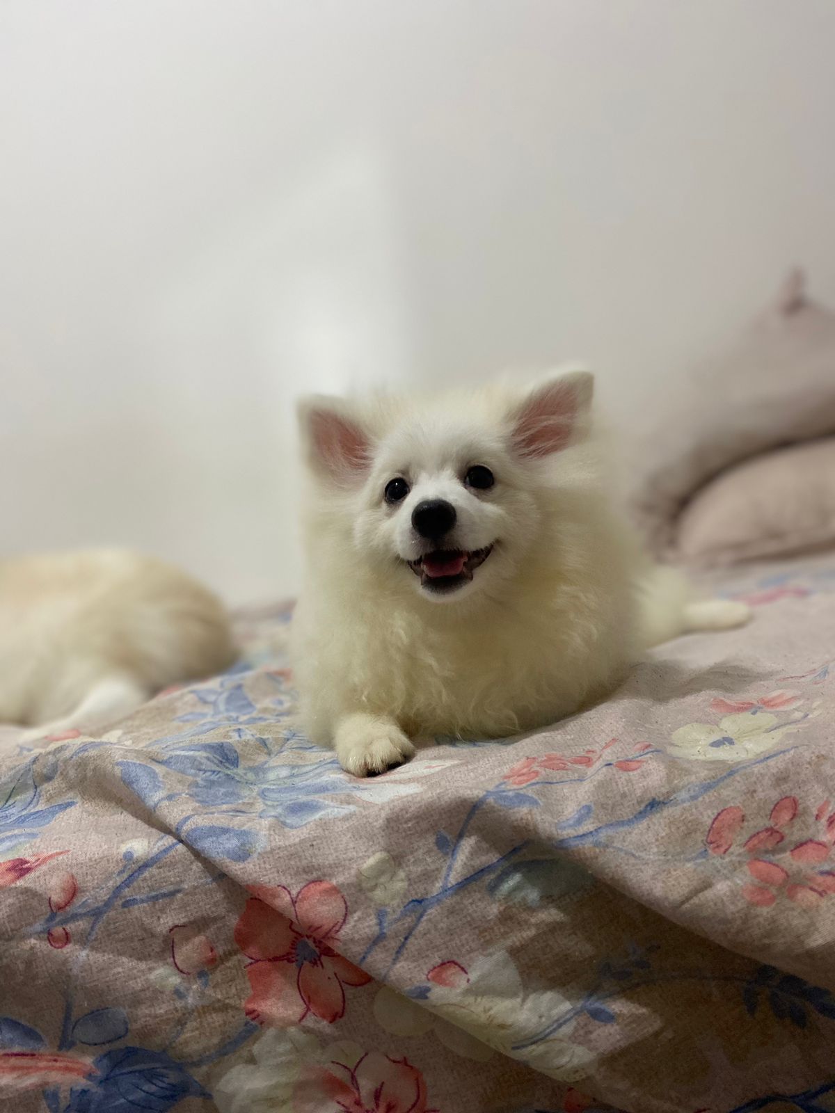 Portal Vendocão Filhote de Spitz Alemão macho Nossa senhora do socorro 