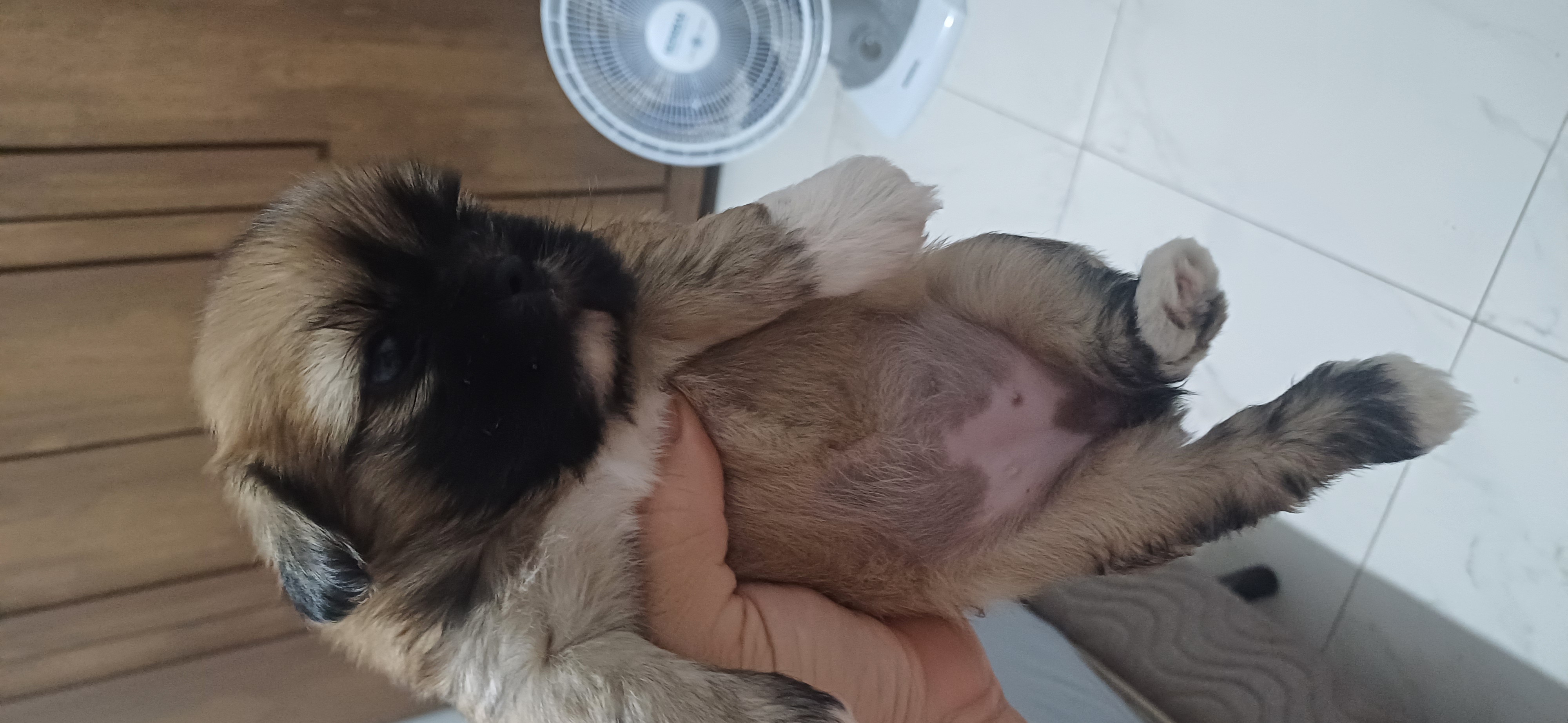 Portal Vendocão Shih tzu  Bauru