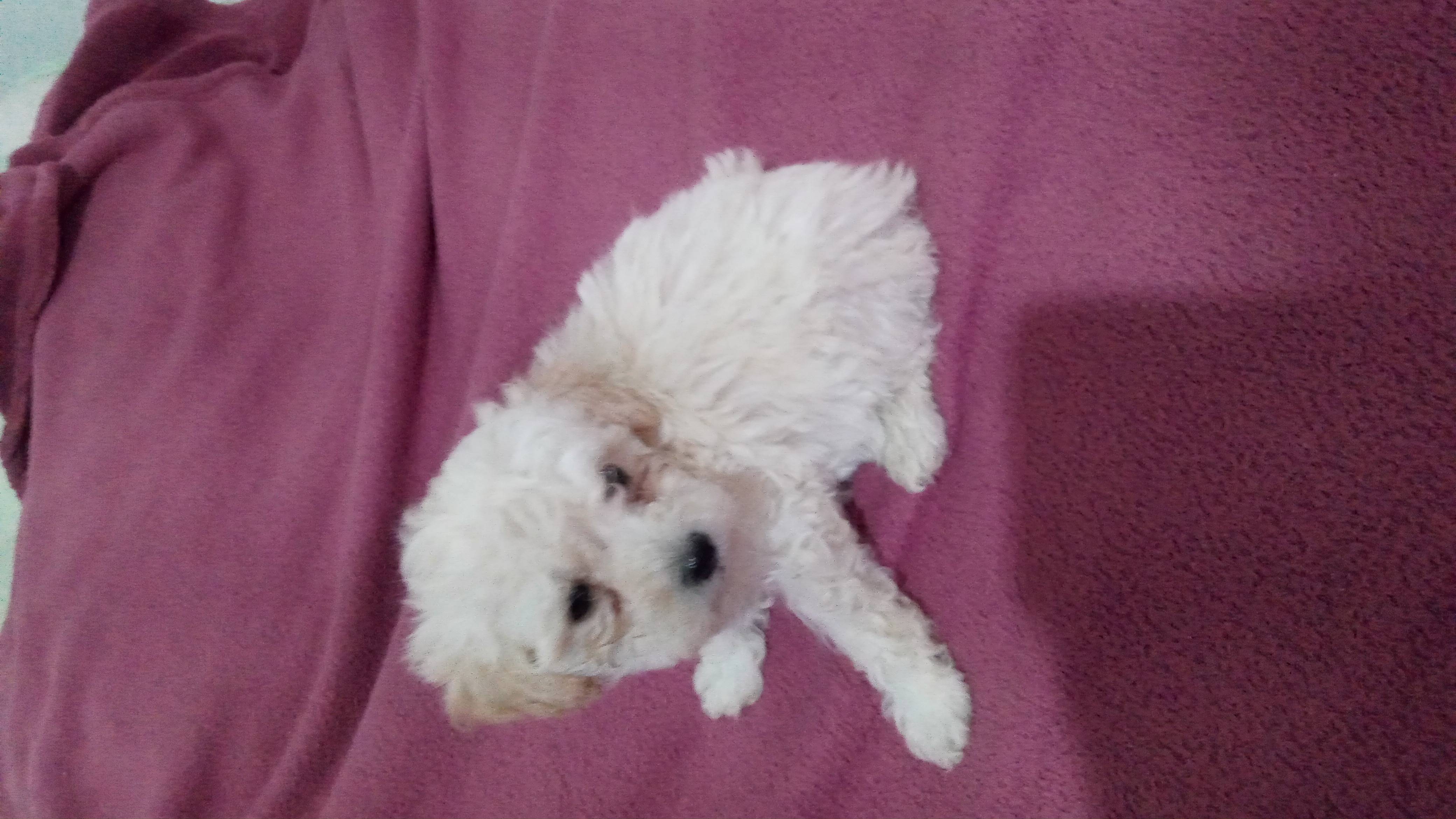 Filhote de poodle - Foto 2