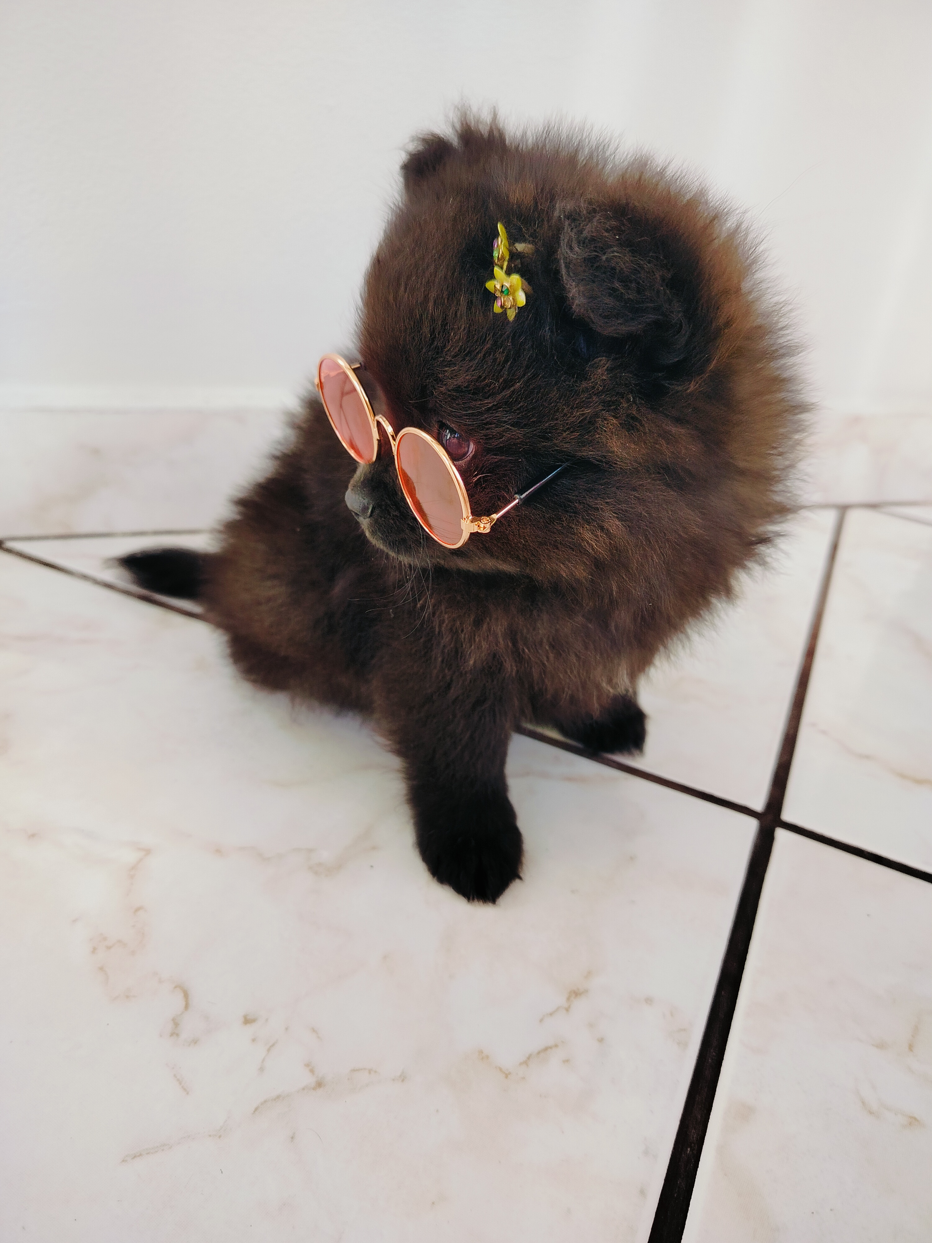 Portal Vendocão Vendo linda fêmea de Lulu da Pomerânia  Barra do Piraí 
