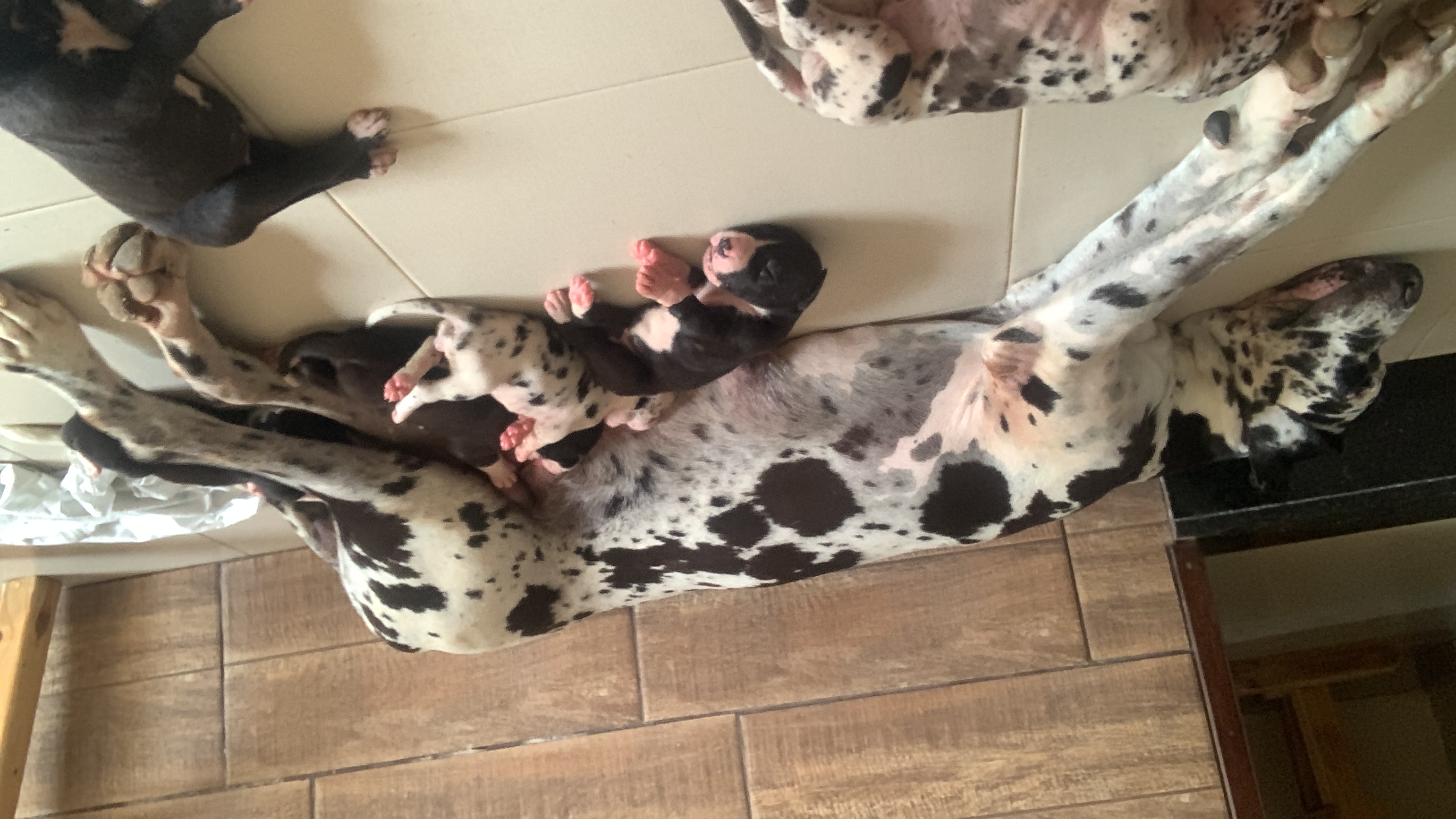 Portal Vendocão Filhote de dogue alemão puro  Igarassu 