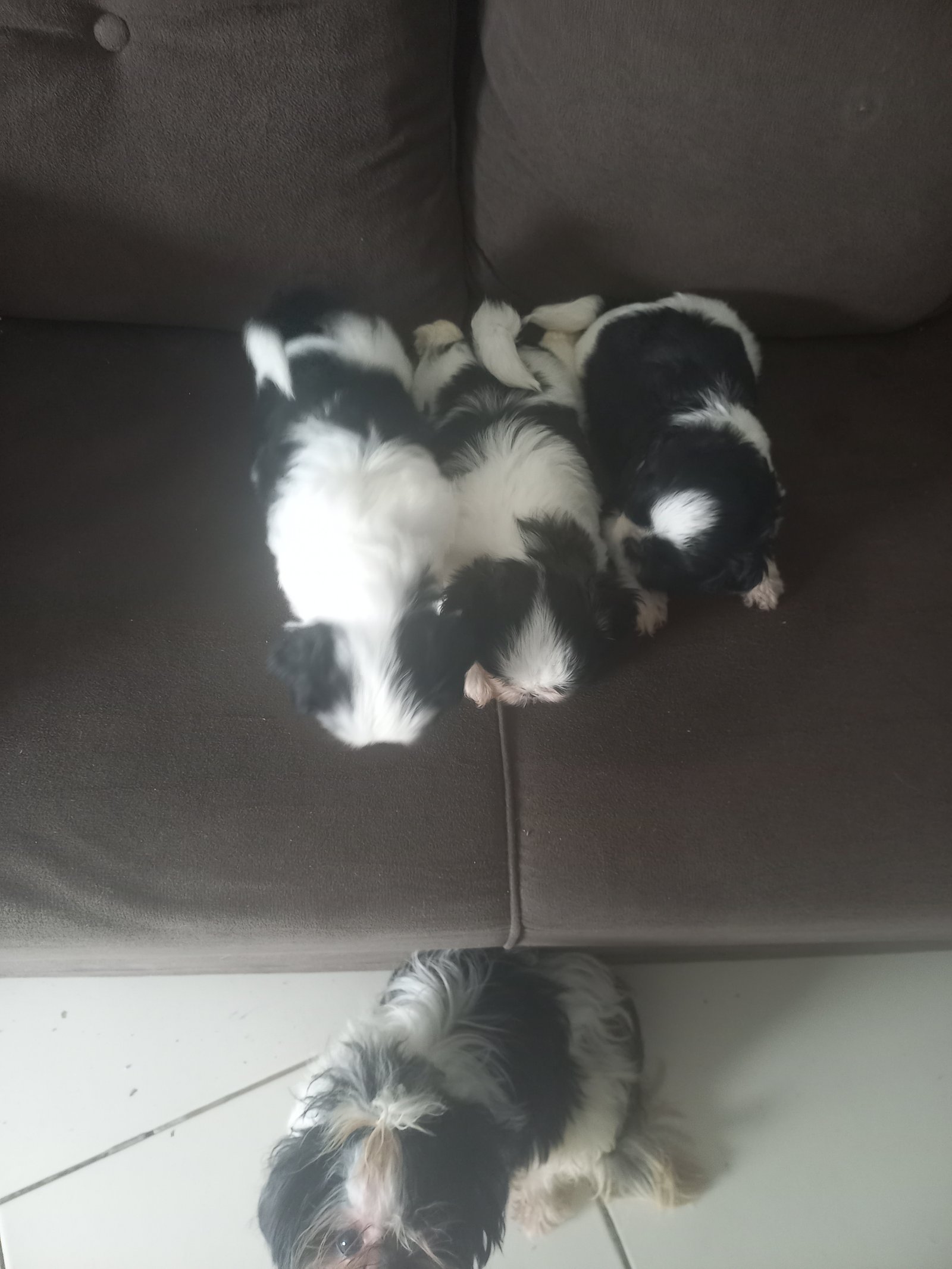 Vende-se Shih-tzu.