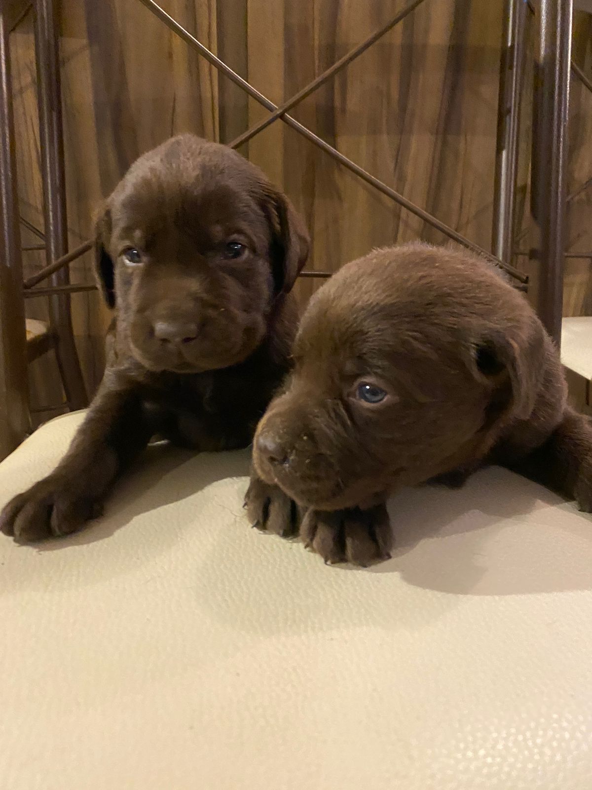 Portal Vendocão Labradores chocolate Rs  São lourenco do sul 