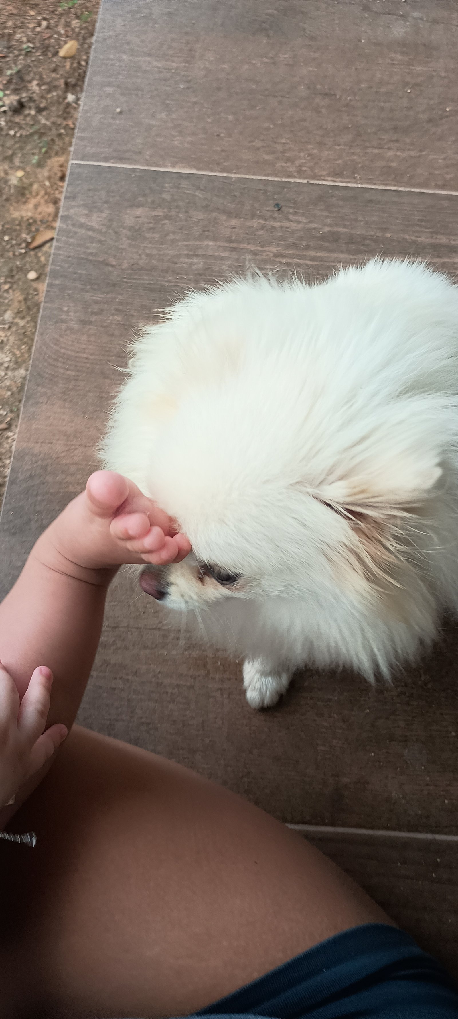 Lulu da Pomerânia Anão(spitz alemão anão) - Foto 3