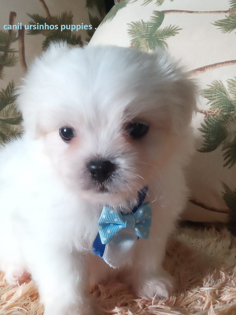 Portal Vendocão maltes lindos bebes entrega mediata @canilursinhospuppies  Pirassununga 