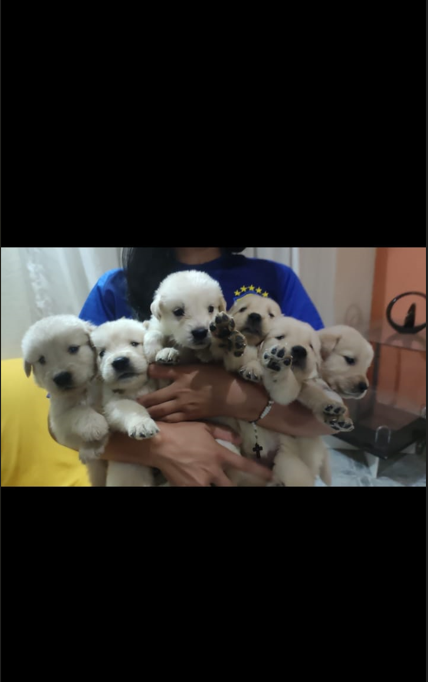 Portal Vendocão Filhotes de Golden Retriever puros Feira de Santana