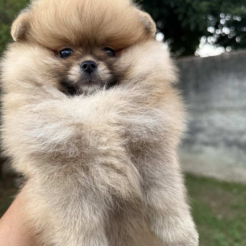 Spitz Alemão - Foto 3