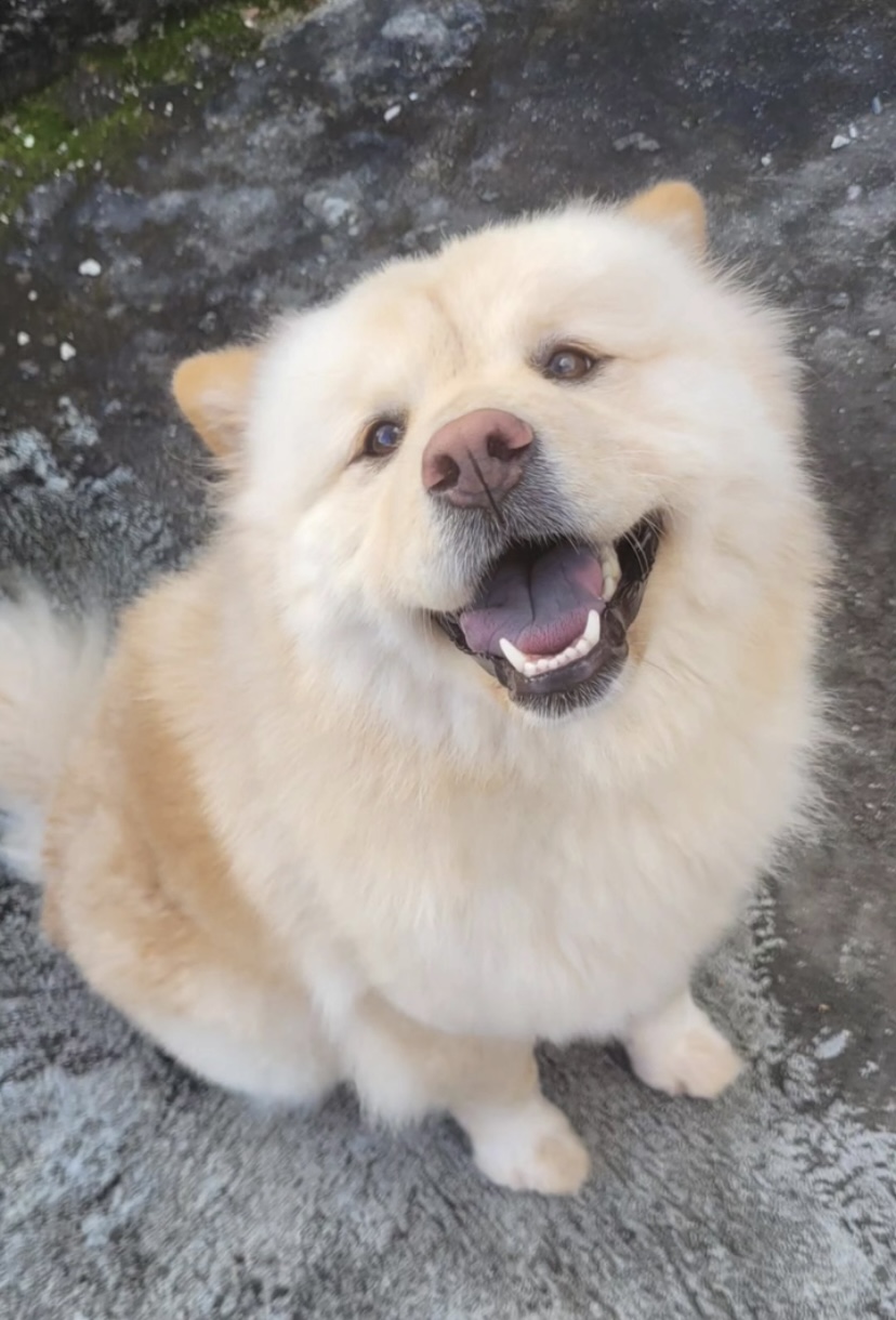 Vendo filhotes puros de chow chow - Foto 1