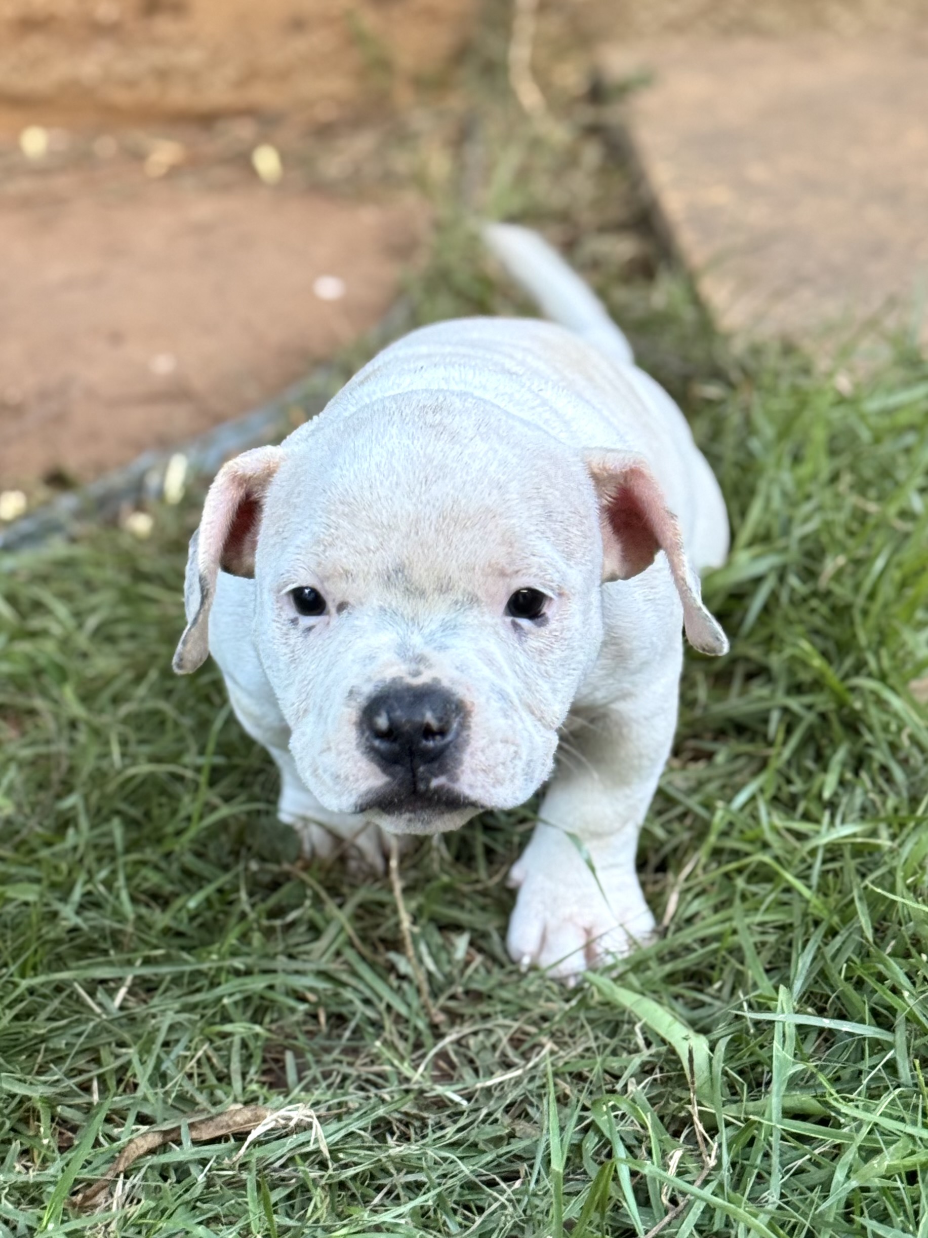 Portal Vendocão Filhote American Bully Pedigree Campinas