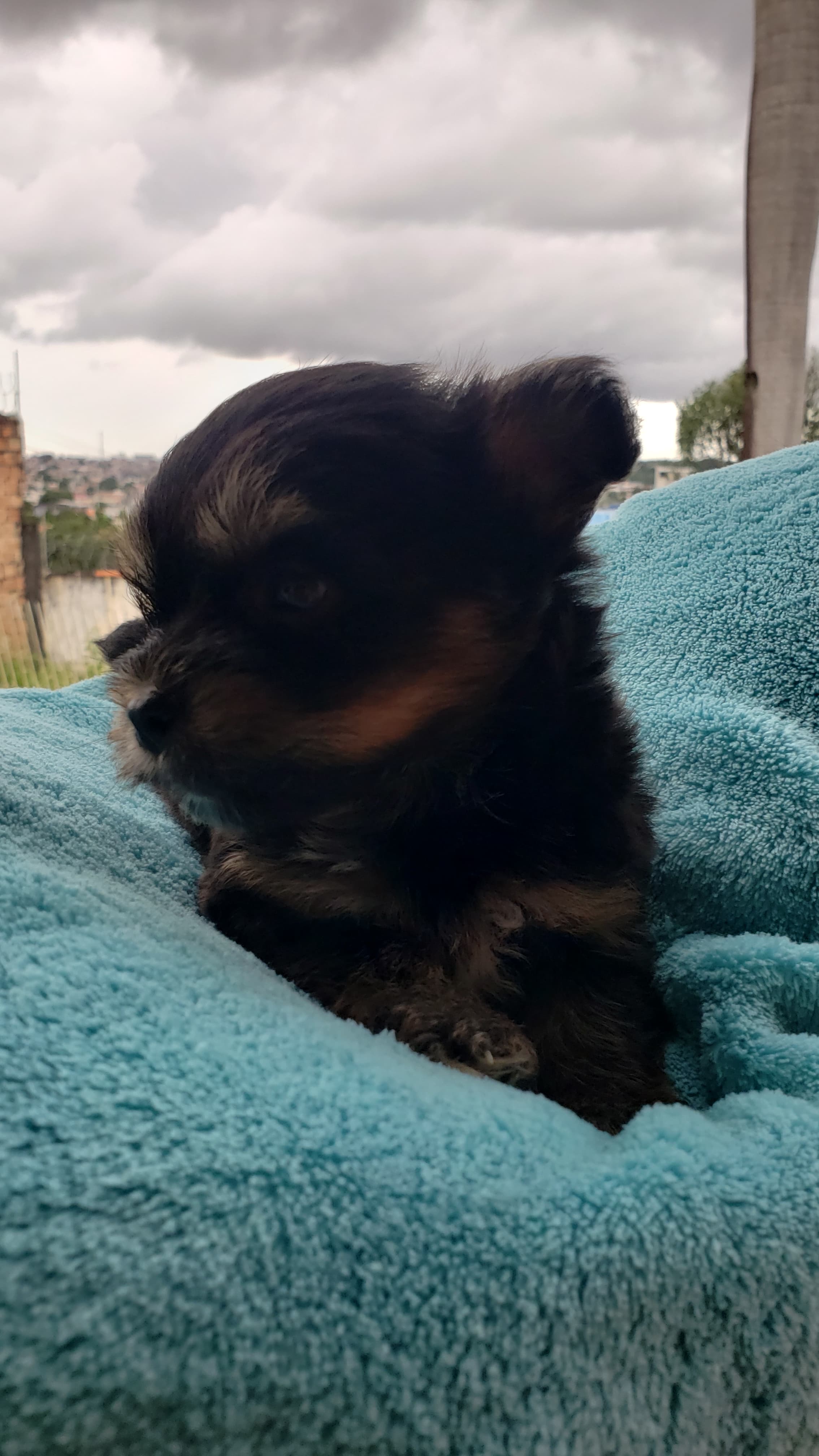 Portal Vendocão Filhote de yorkshire  Manaus