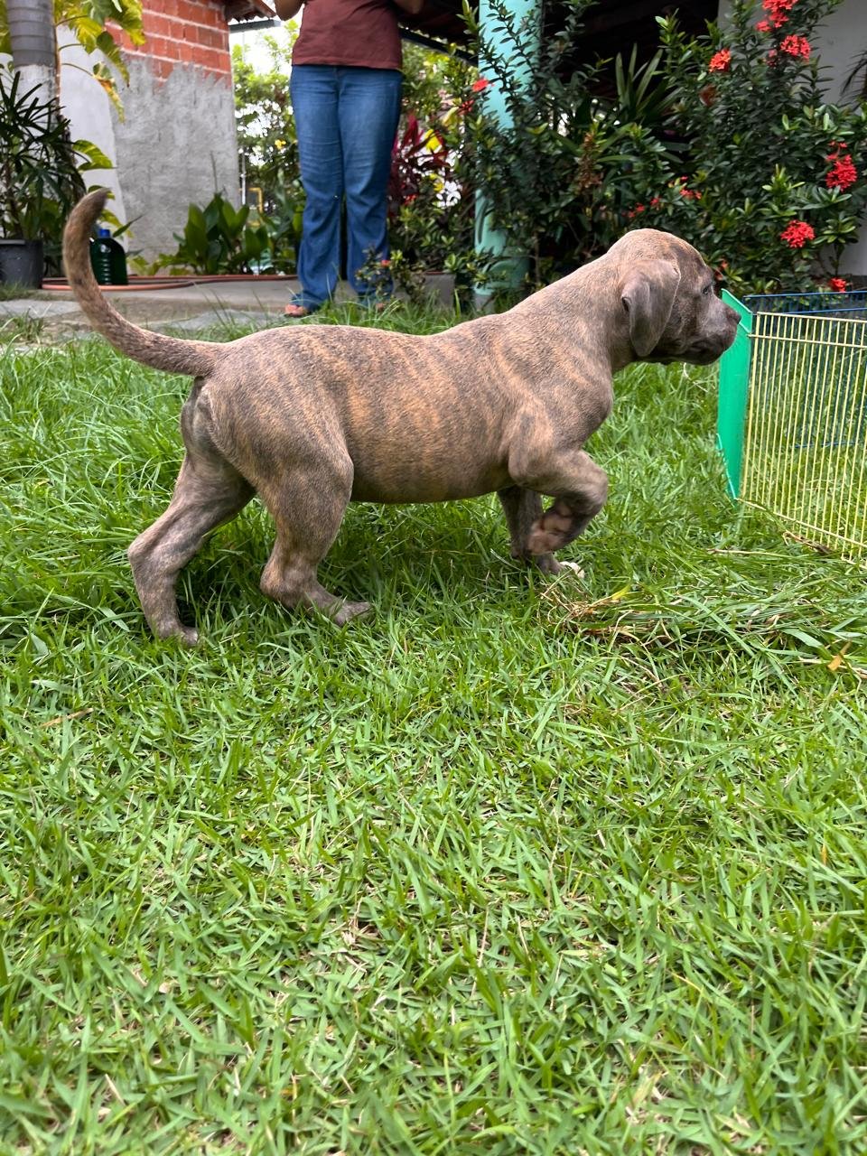 Filhotes Pitbull  - Foto 1
